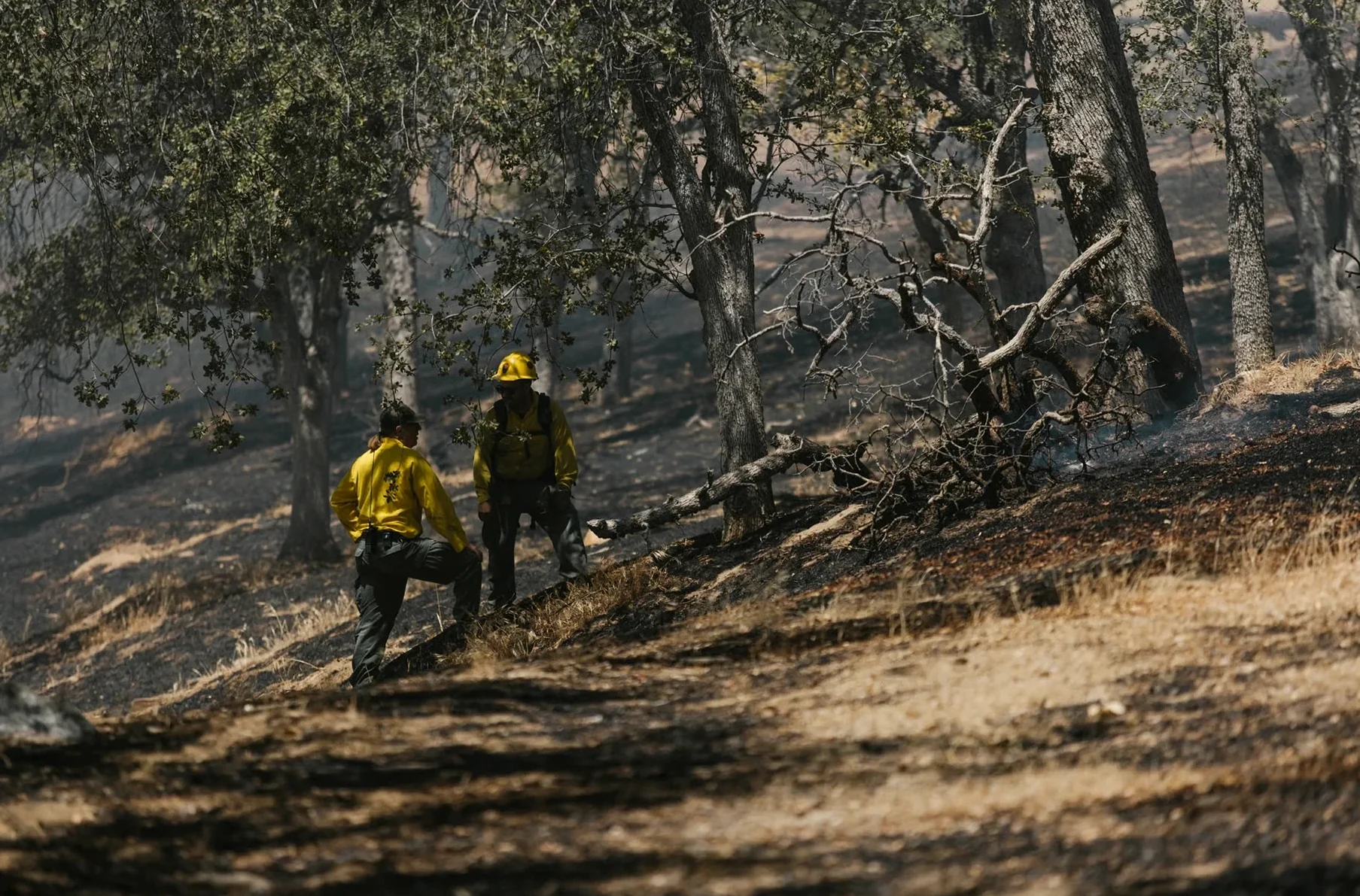 Wildfire Prevention Clearing in Mobile, AL